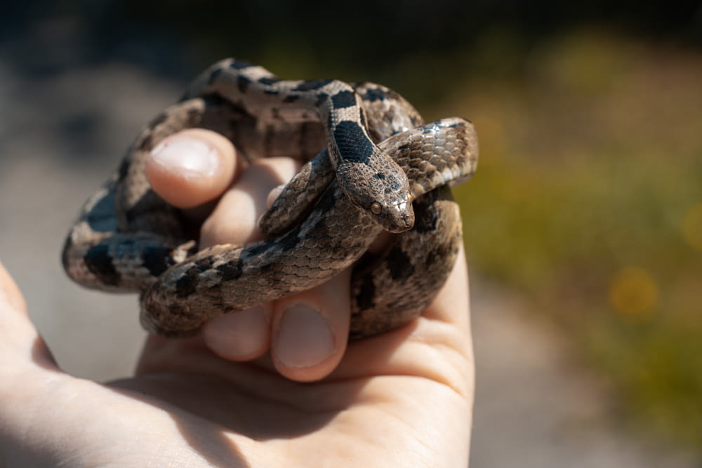 a hand holding a small snake