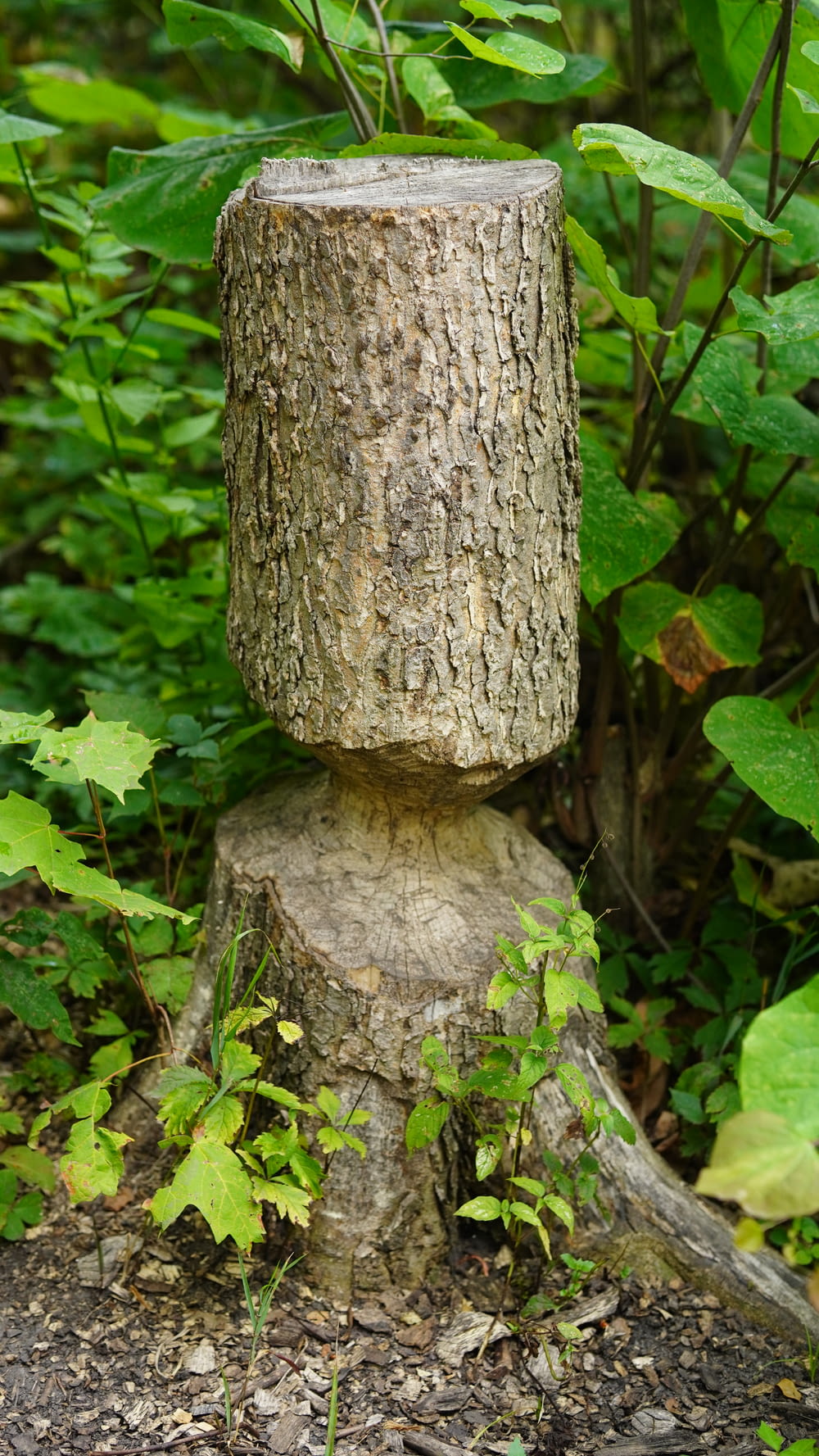 a tree stump with a carved face