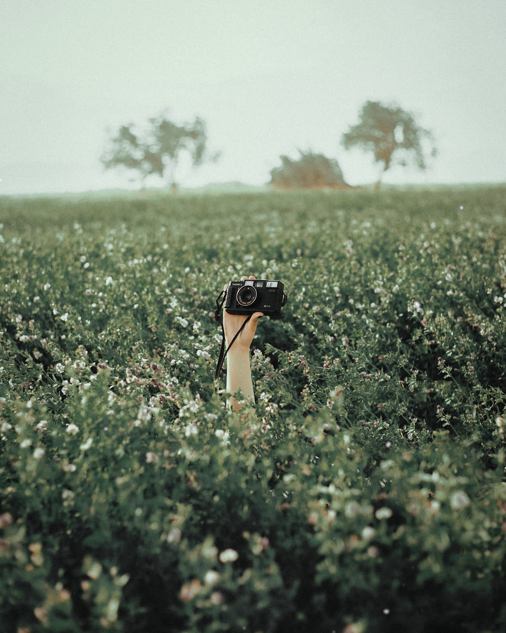 a camera on a bush