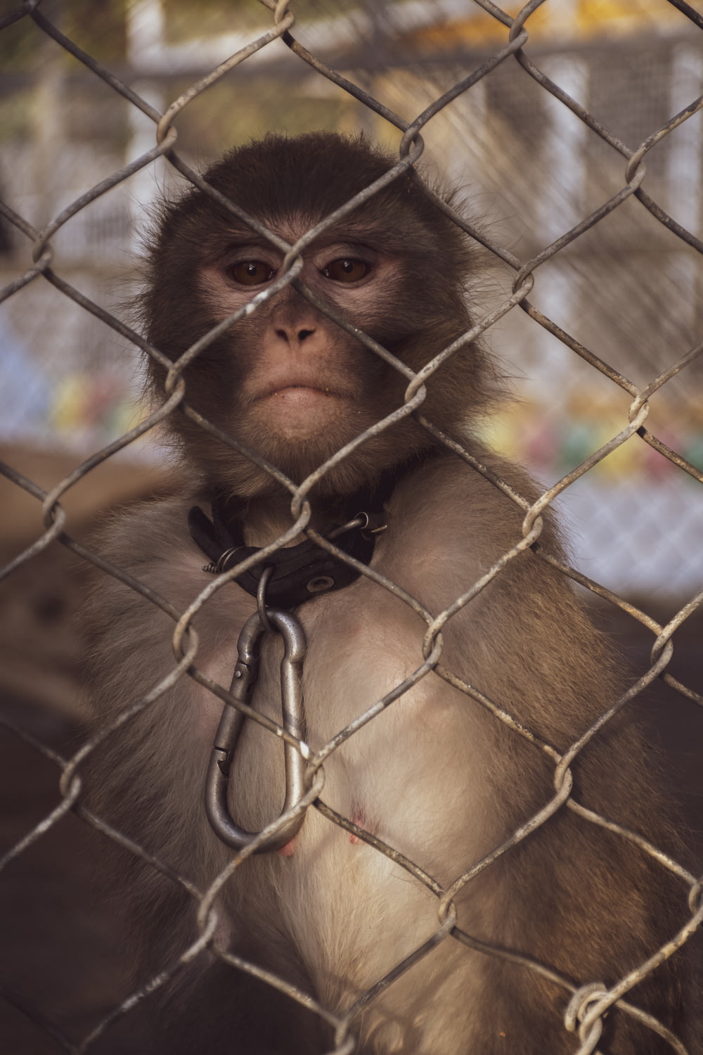 a monkey with a chain around its neck