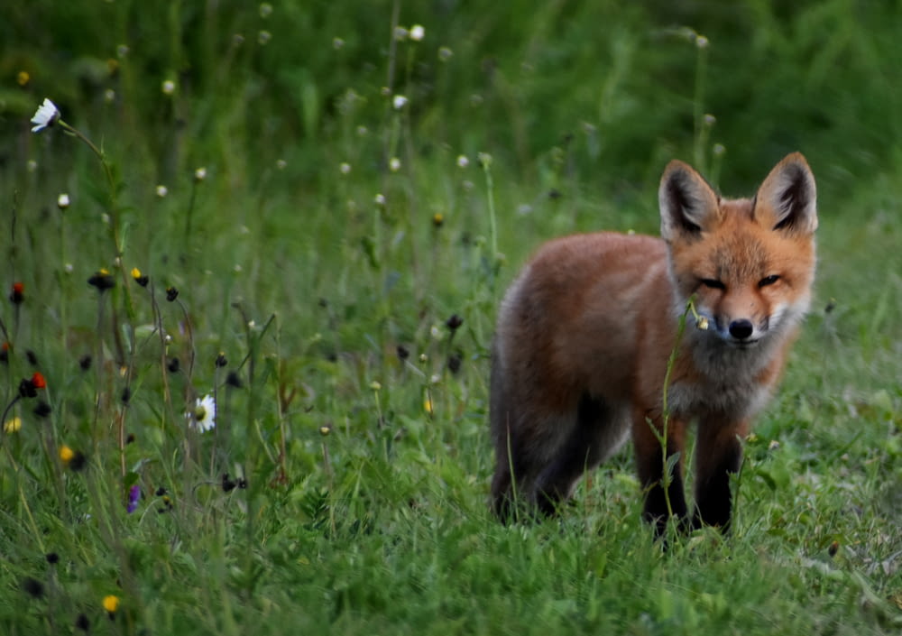 a fox in a field of flowers