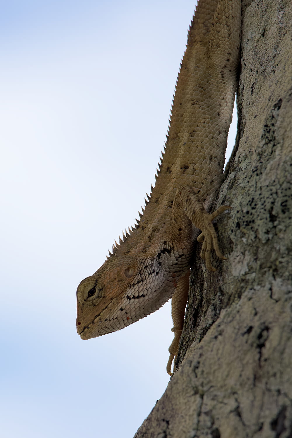 a lizard on a tree