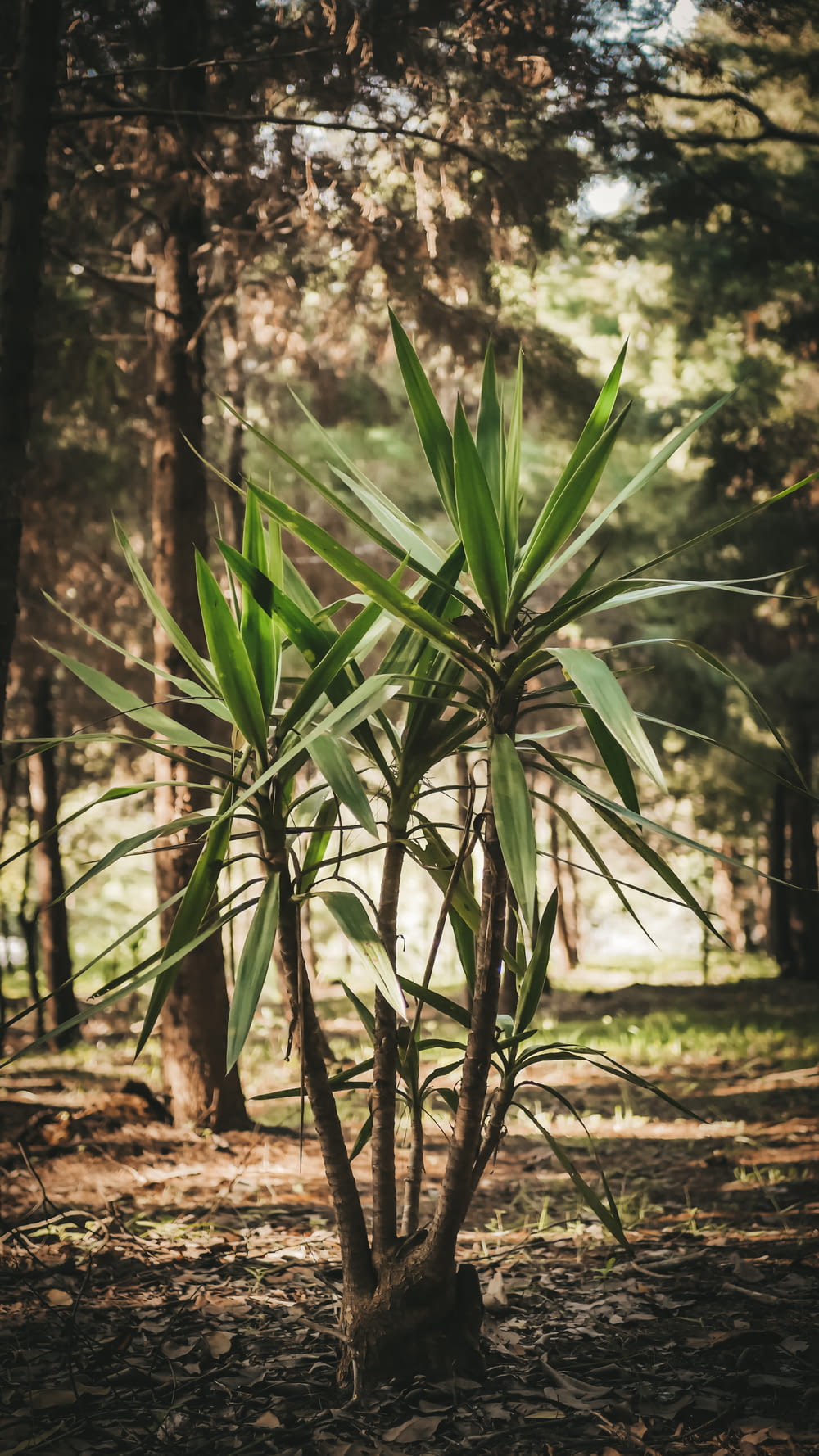 a plant in the woods