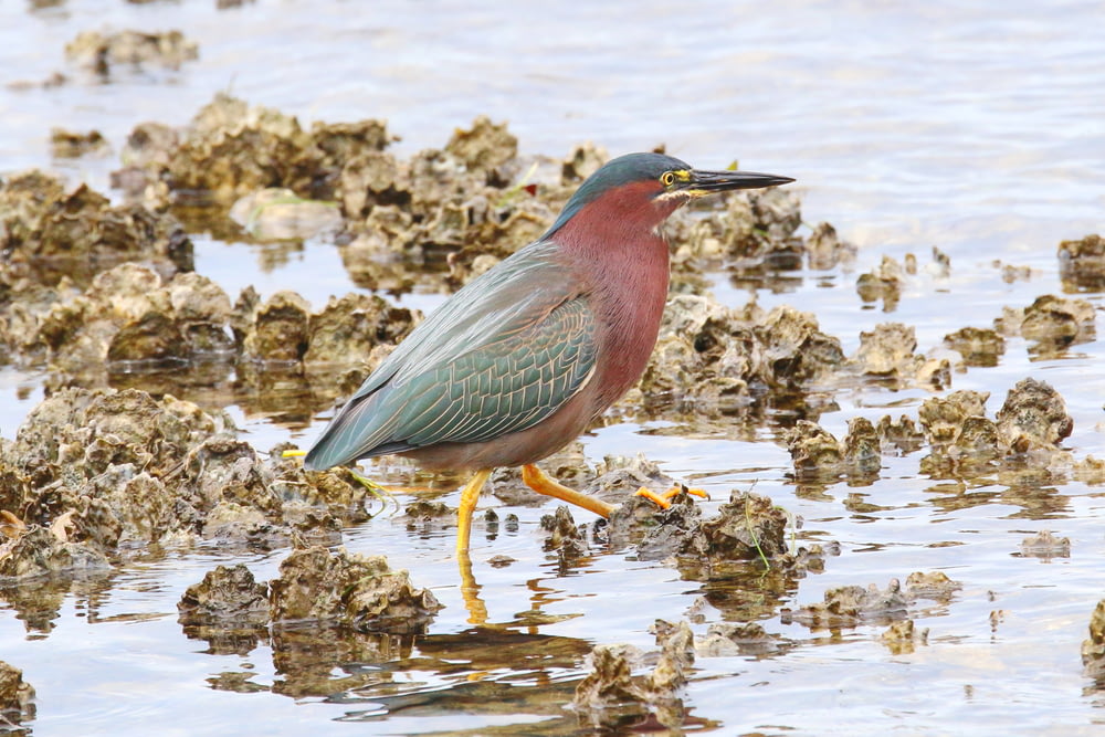 a colorful bird standing in water