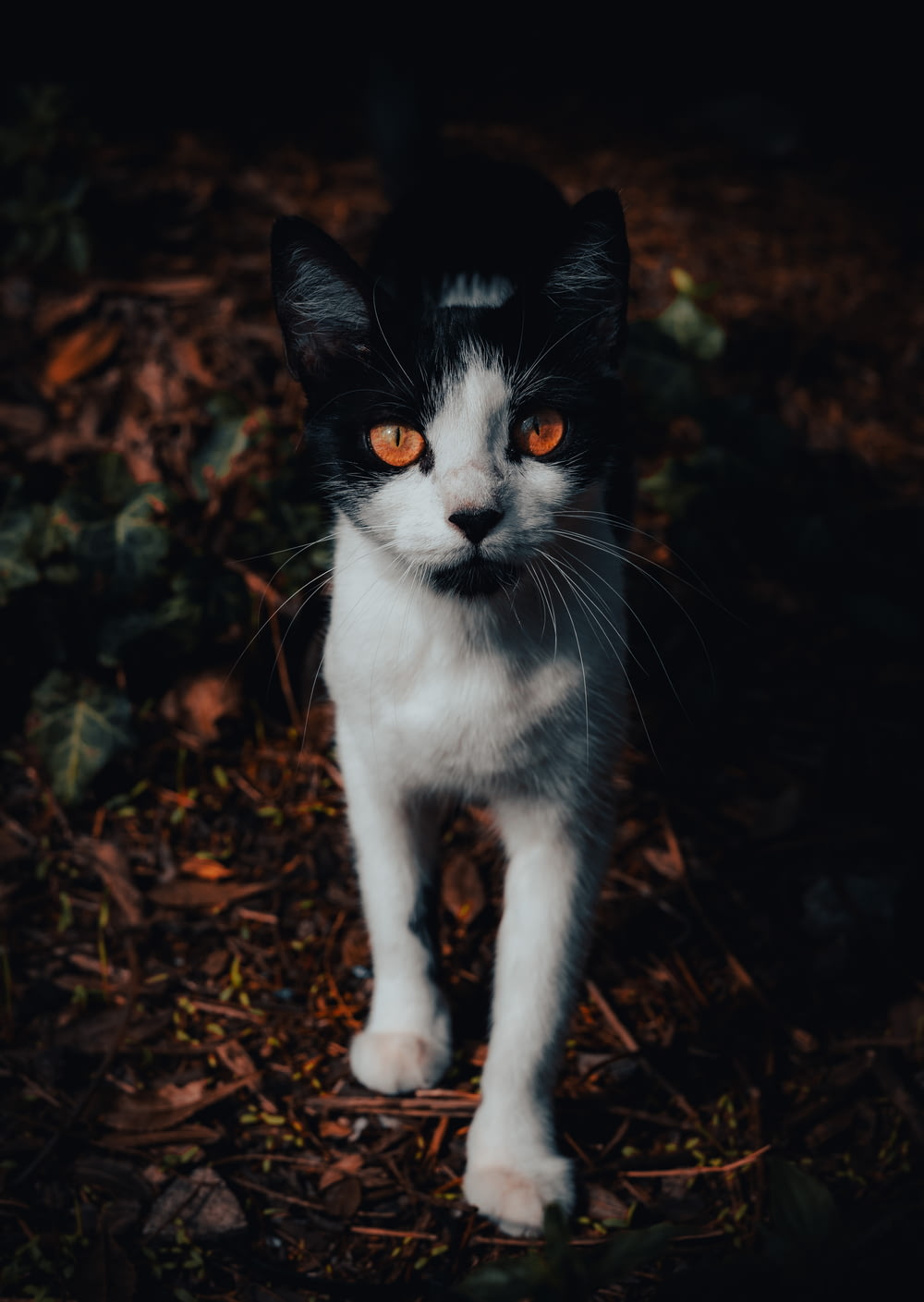 a cat standing in the woods