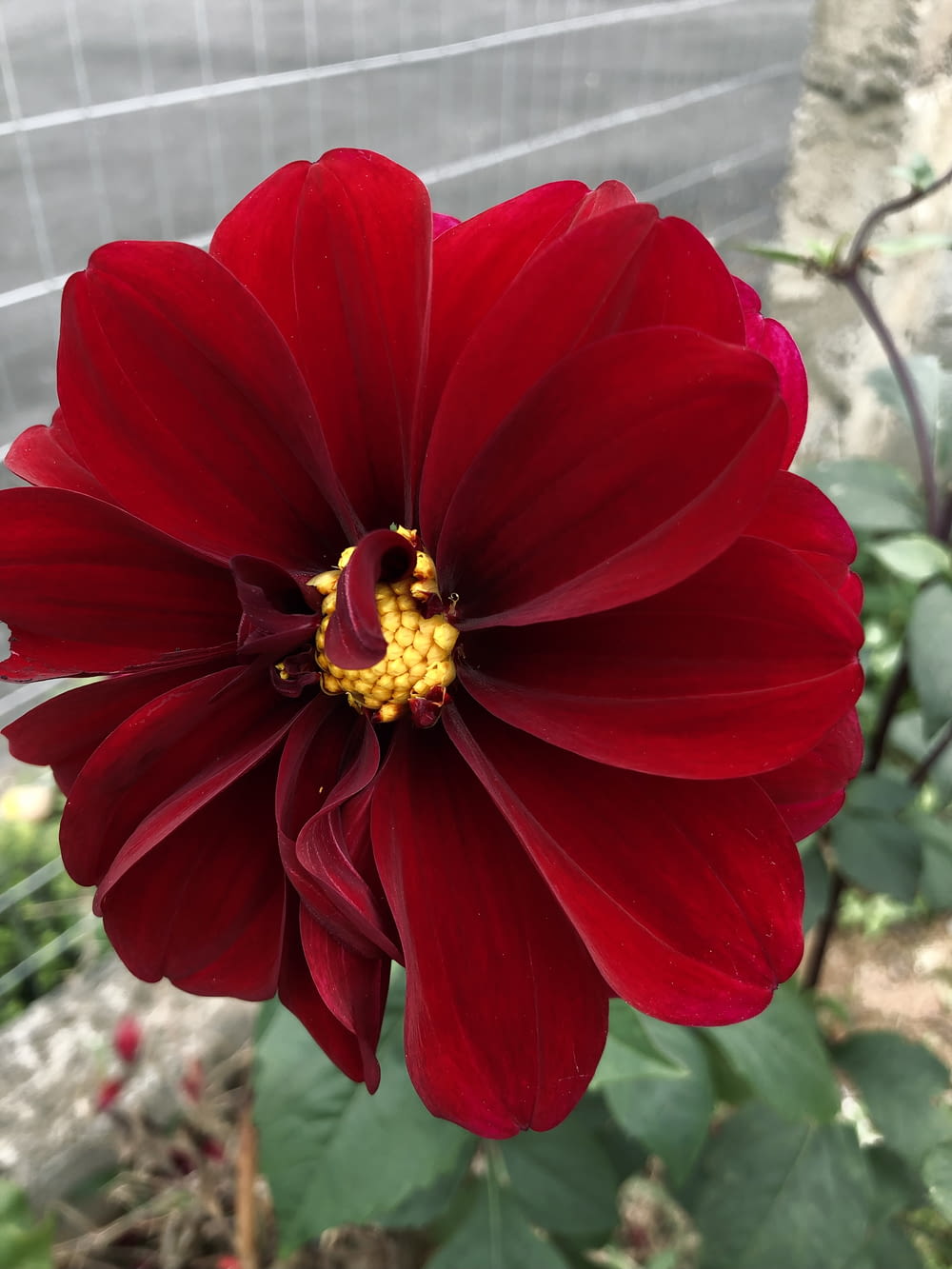 a red flower with a yellow center