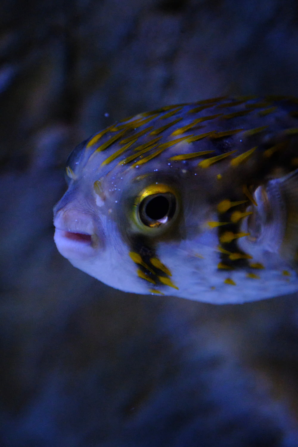 a fish with a yellow and blue striped tail