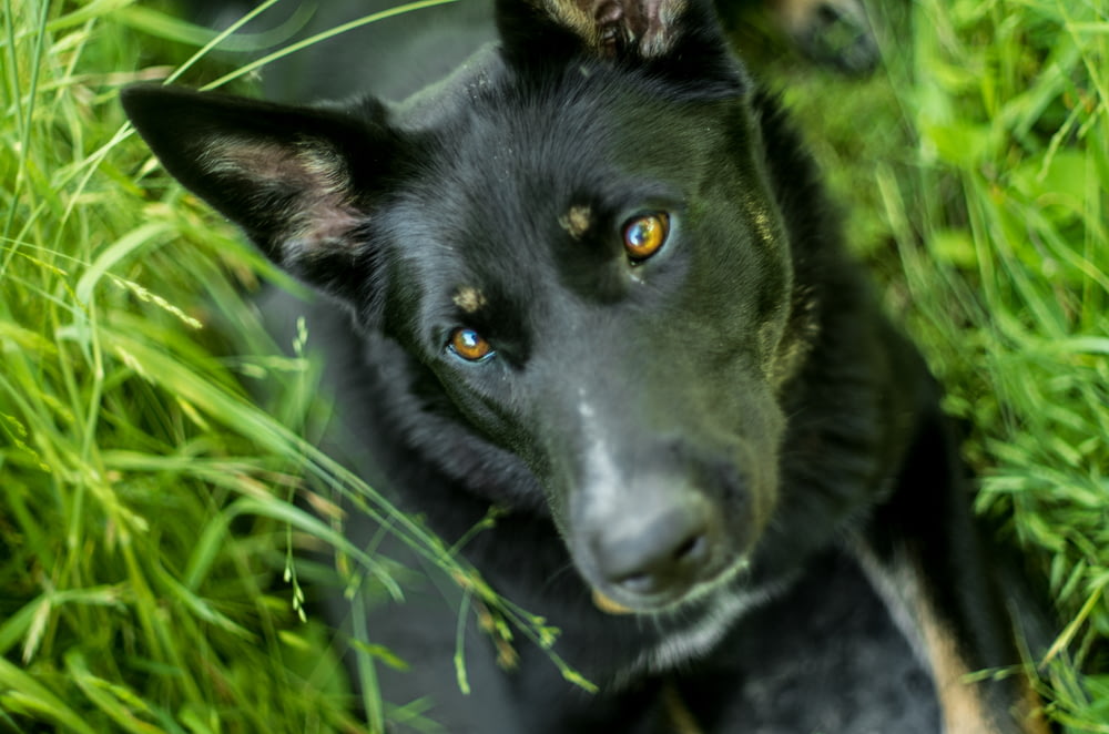 草の中の黒い犬