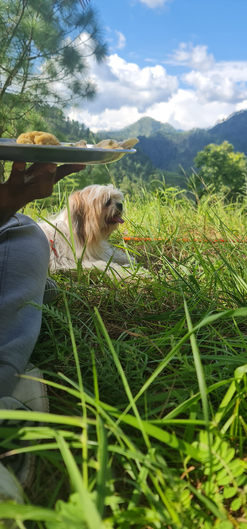 a dog sitting in a grassy field