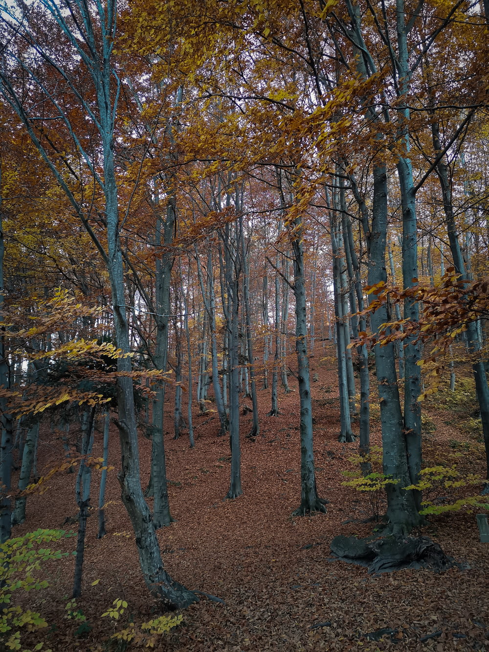a forest of trees with orange leaves