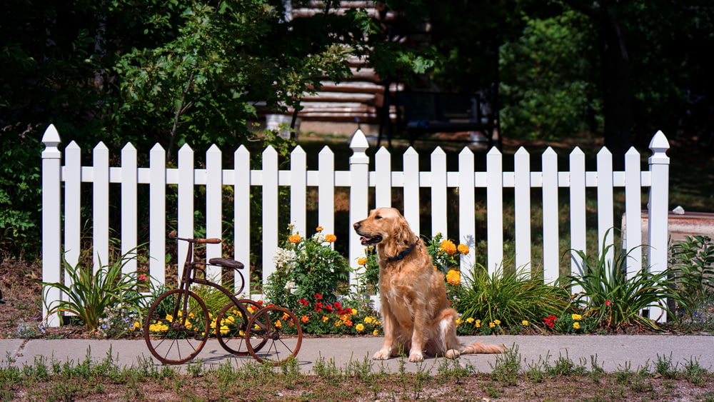 a dog sitting on a sidewalk