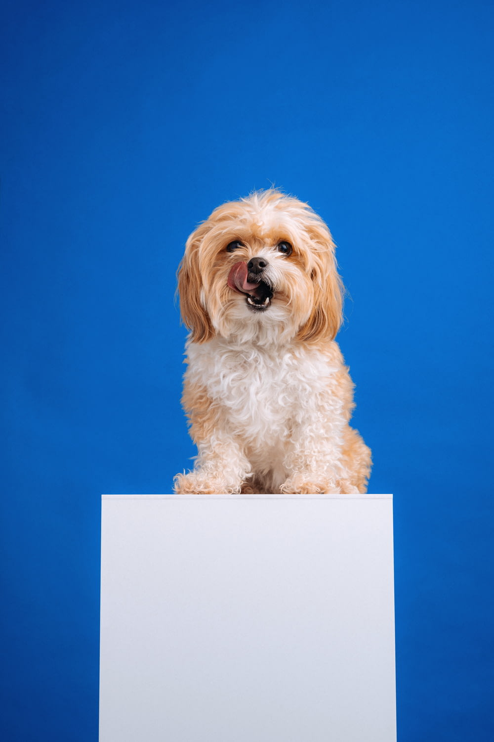 a dog sitting on a white box