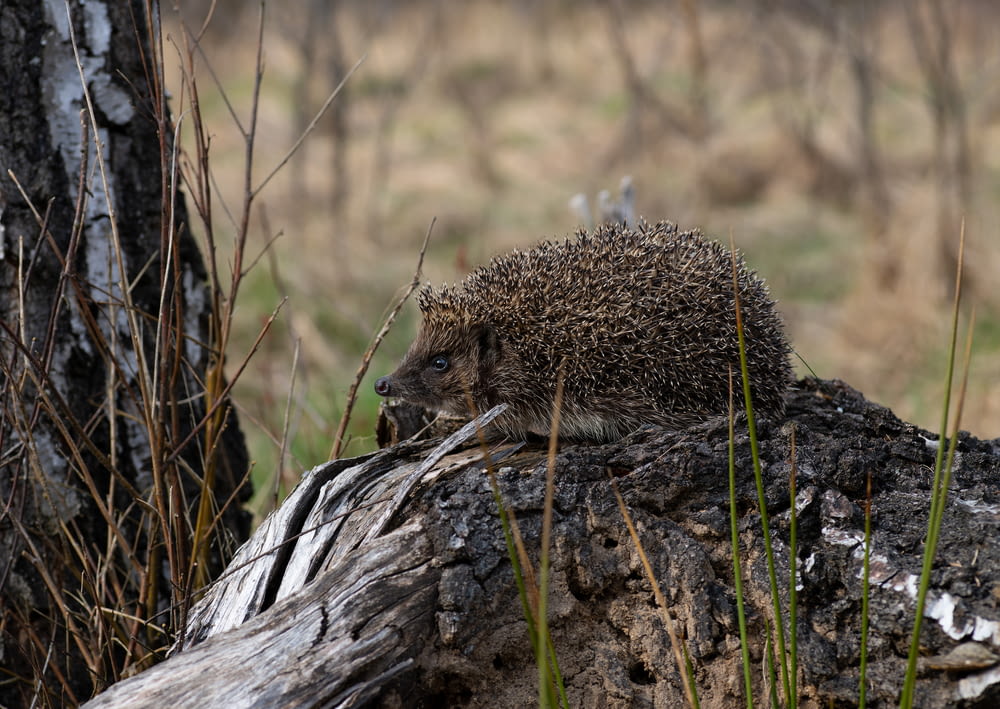 a hedgehog on a rock