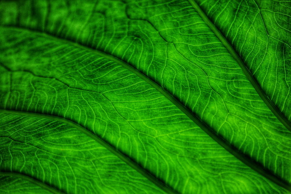 a close up of a green fabric