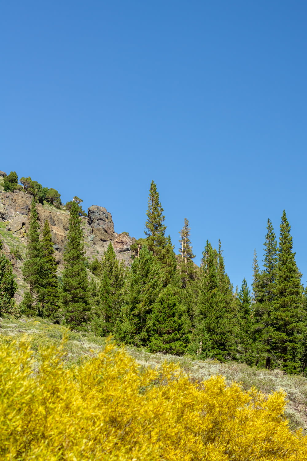 a group of trees and a rocky mountain