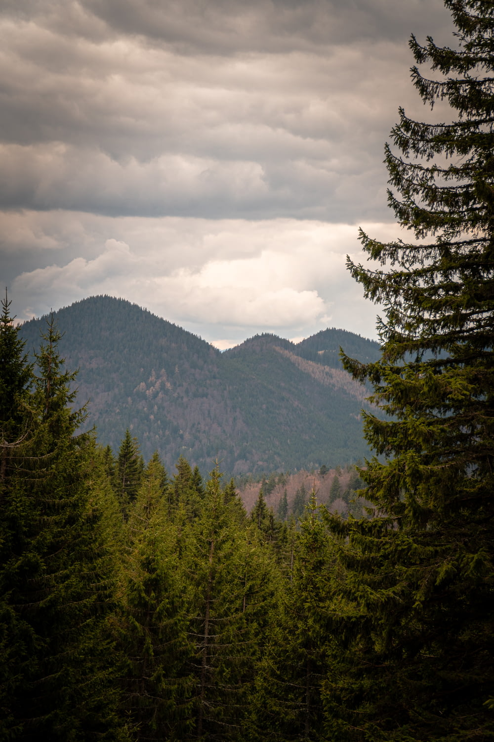 a view of a mountain range from a forest