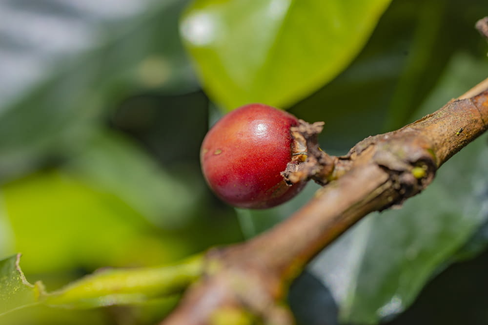 a red apple on a tree branch