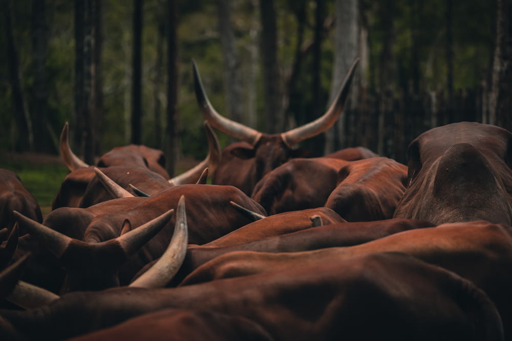 a herd of elk in the woods
