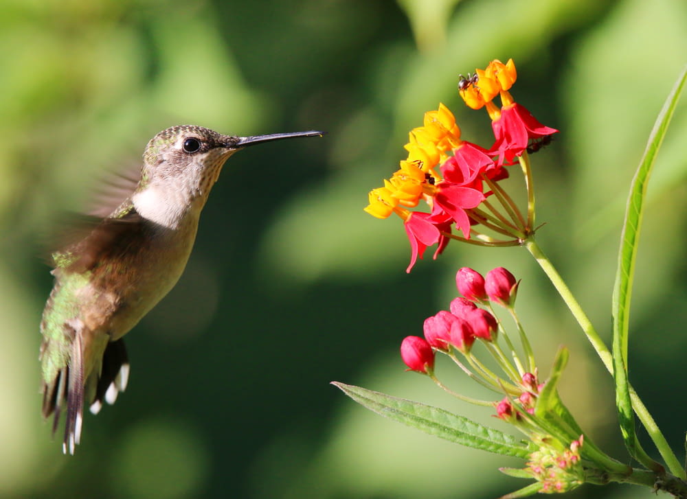 un uccello appollaiato su un fiore