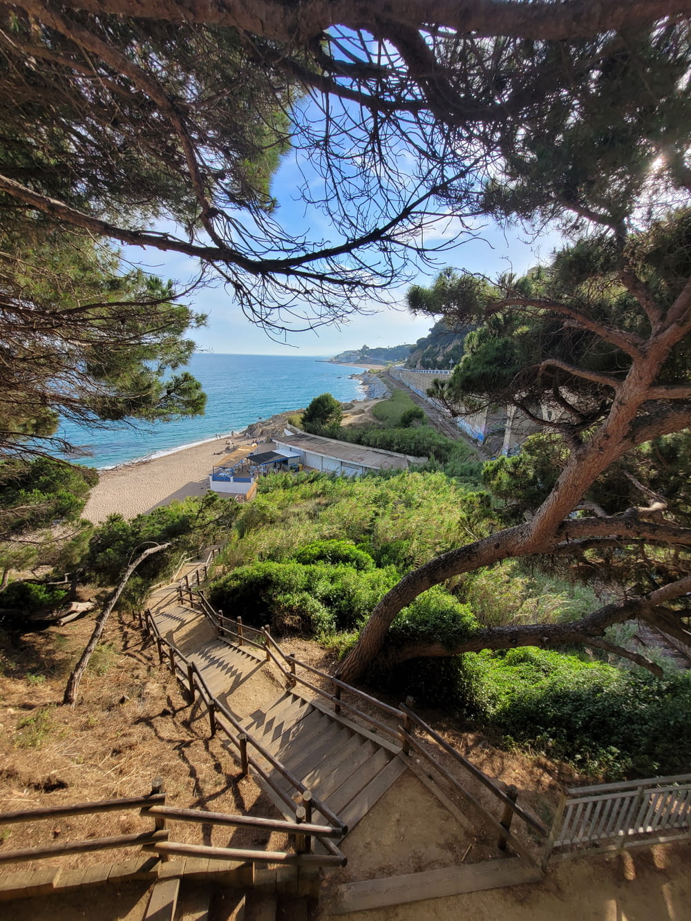 a view of a beach and ocean from a tree