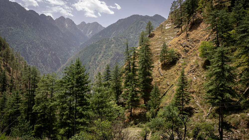 a landscape with trees and mountains