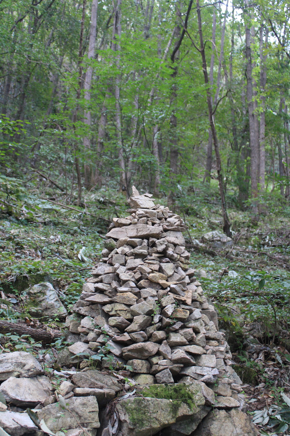 a rocky path in the woods