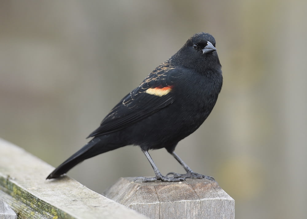 a black bird on a wood post