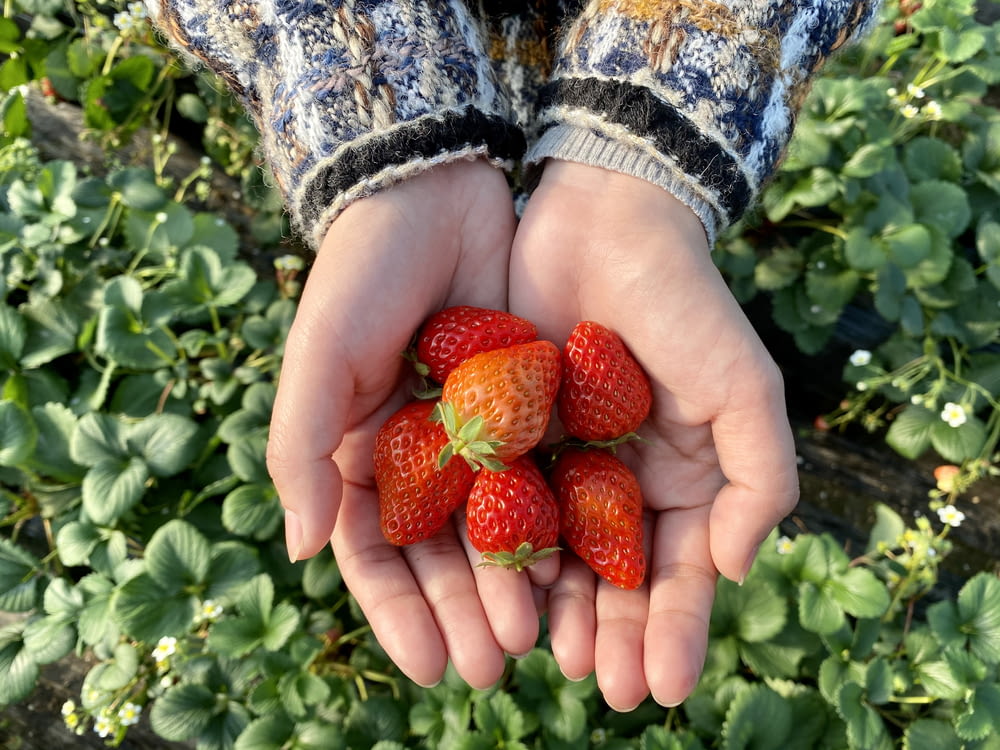 a person holding a bunch of strawberries