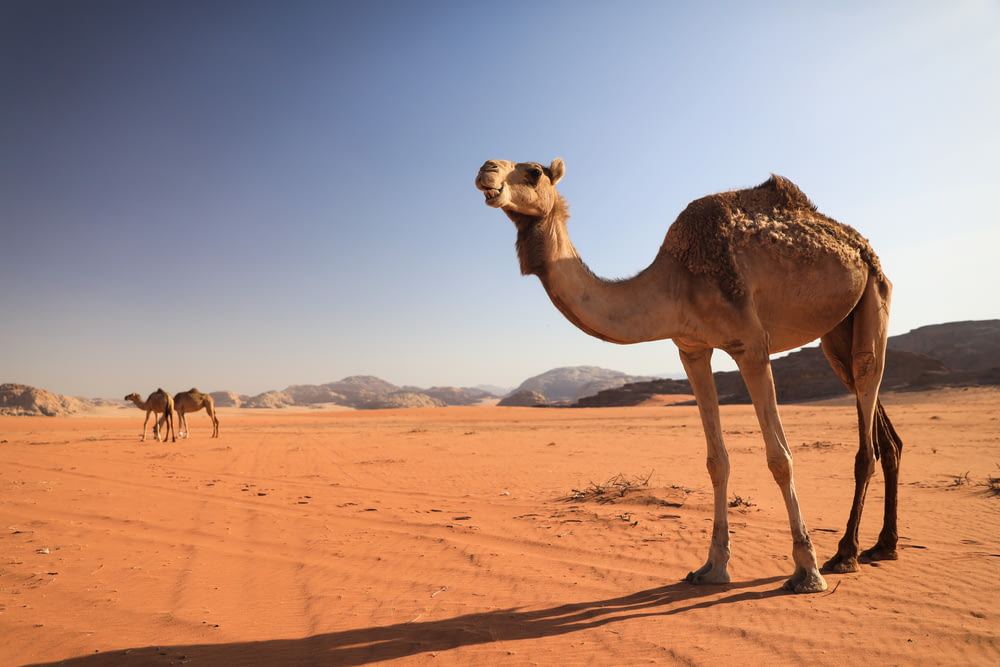 a camel standing in a desert