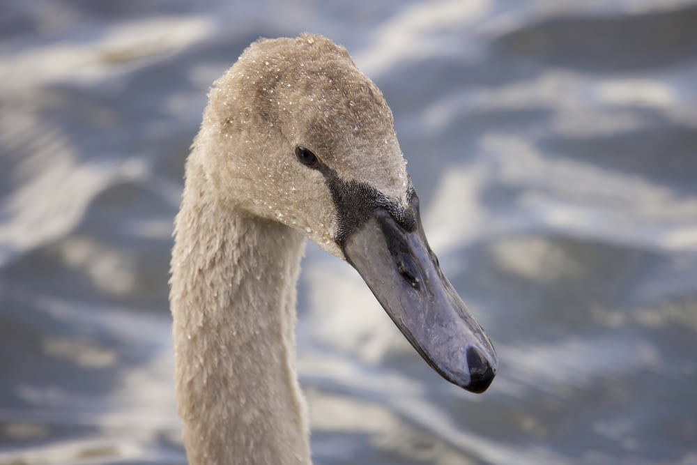 a goose with a long beak