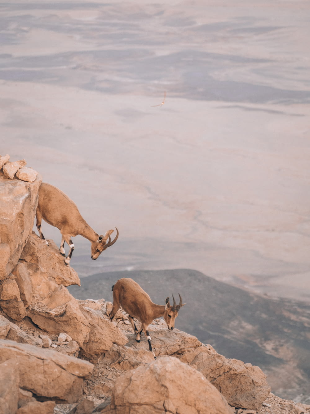 a group of animals walking on a rocky surface