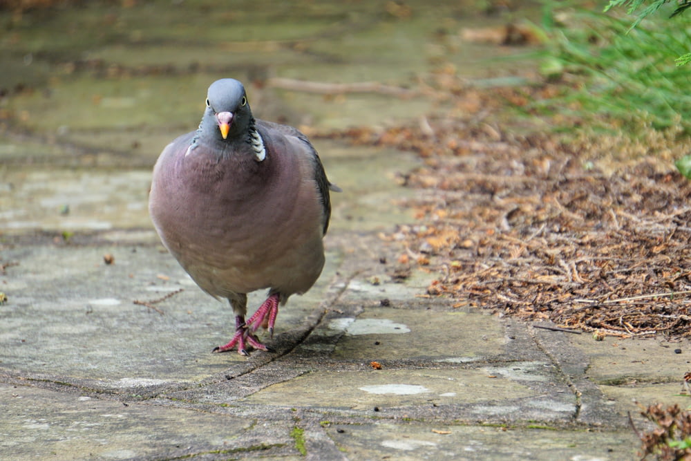 a pigeon standing on a sidewalk