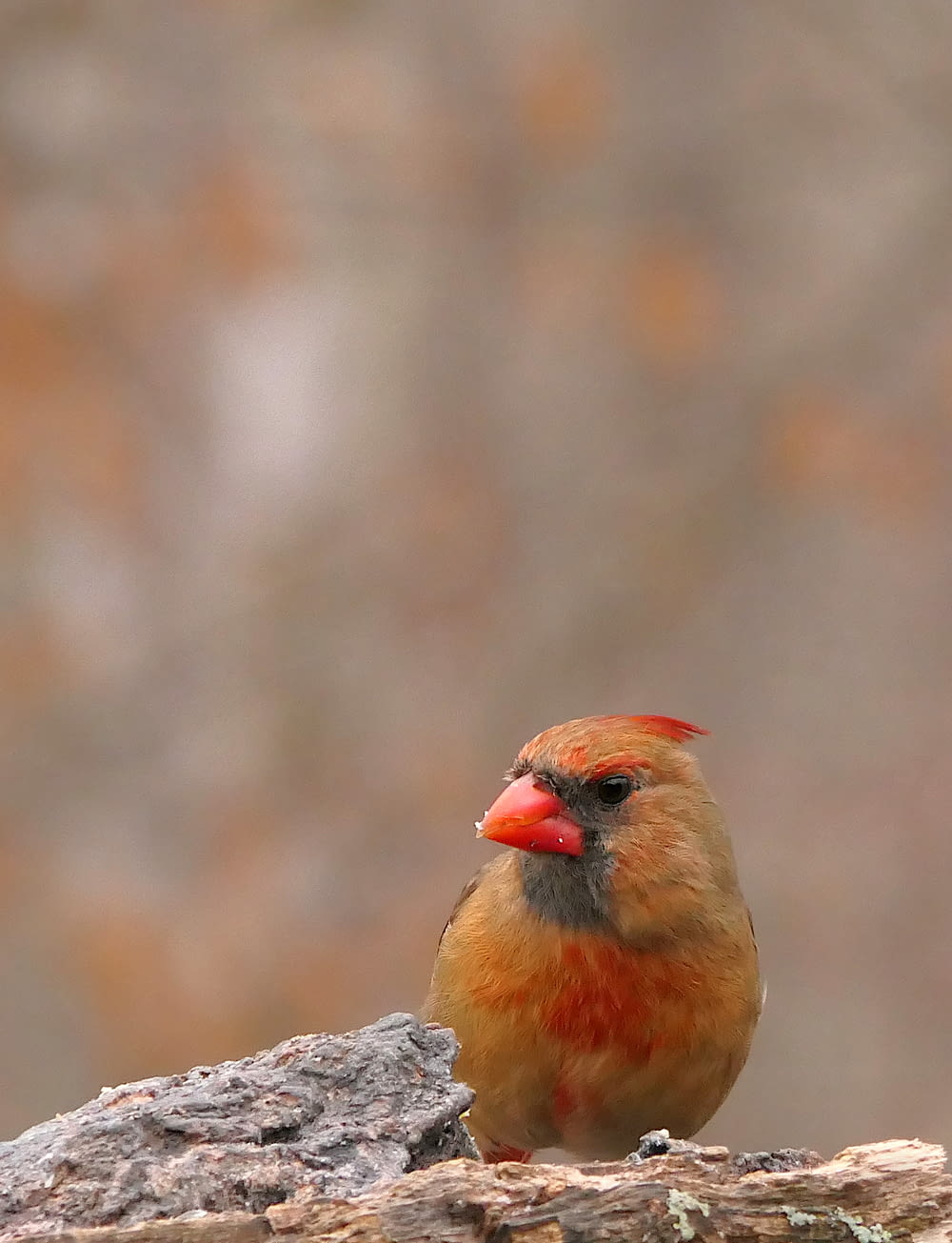 a small orange bird