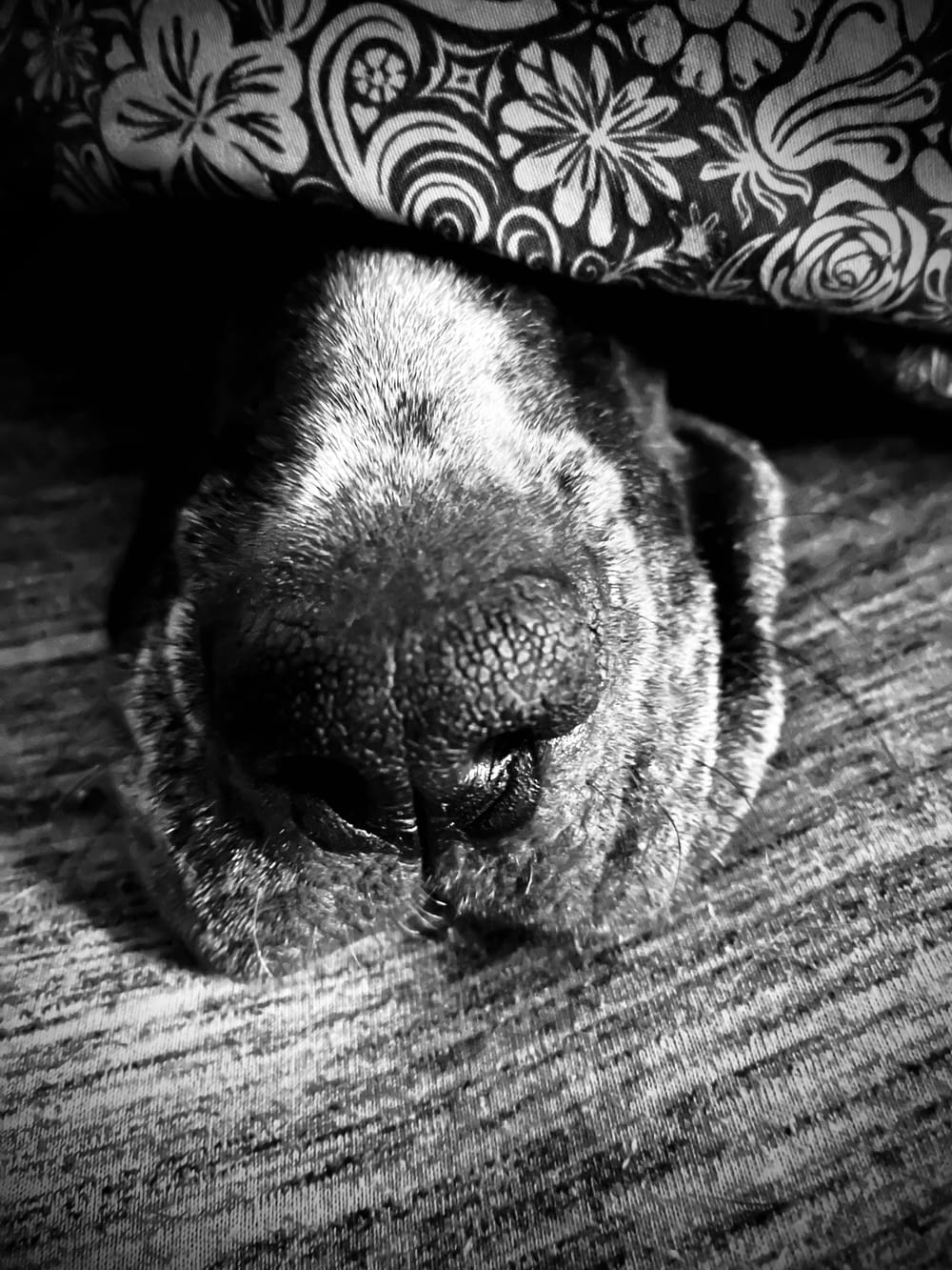 Una foto en blanco y negro de un perro