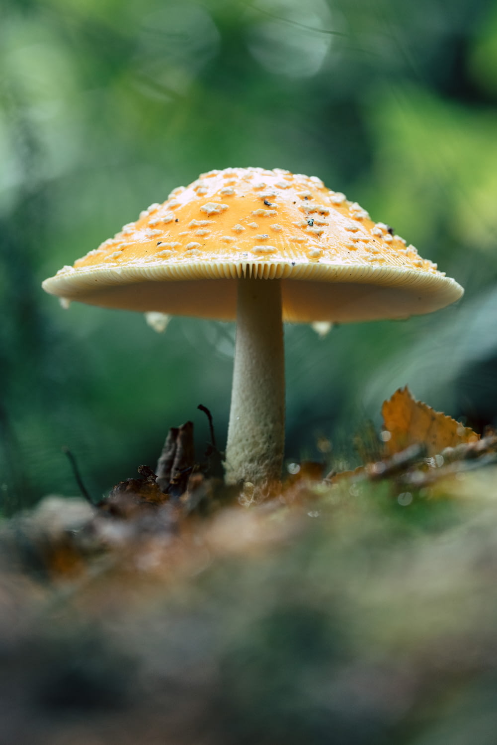 a mushroom with brown spots