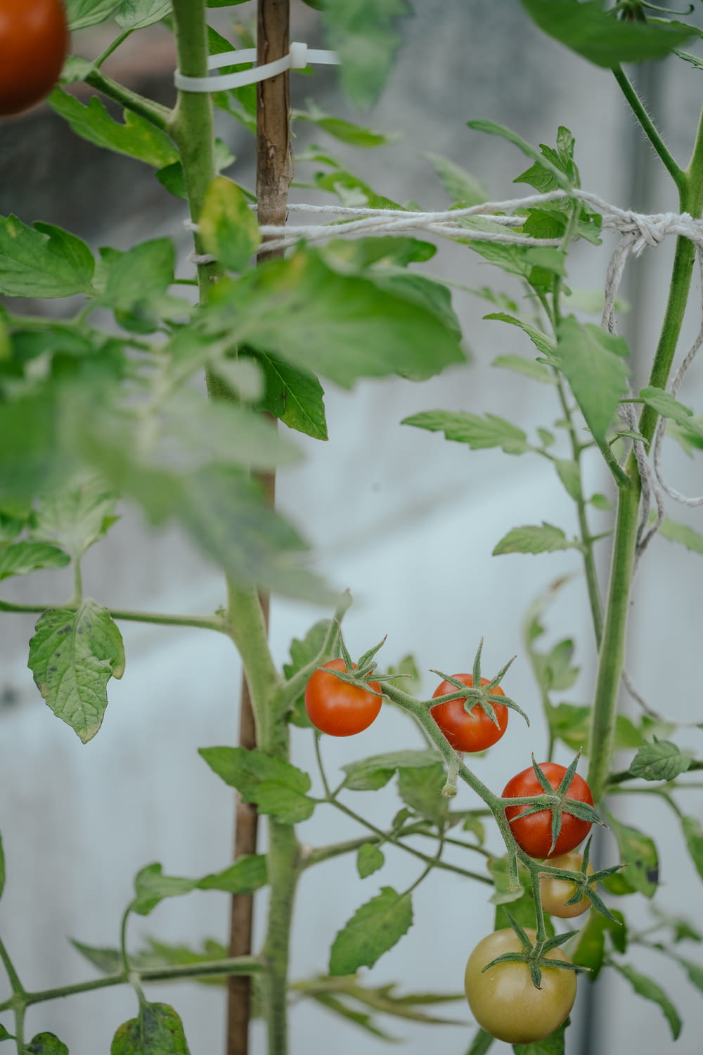 Un grupo de tomates que crecen en una vid