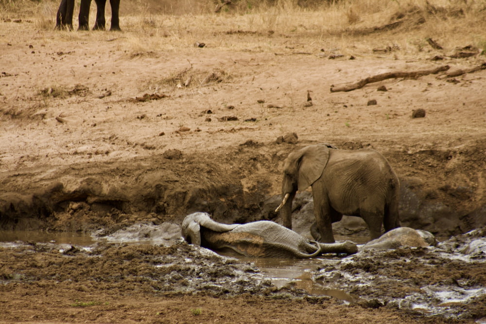 진흙 투성이의 강에 누워있는 코끼리