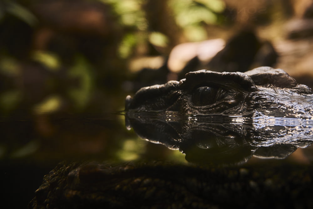 a close up of a crocodile
