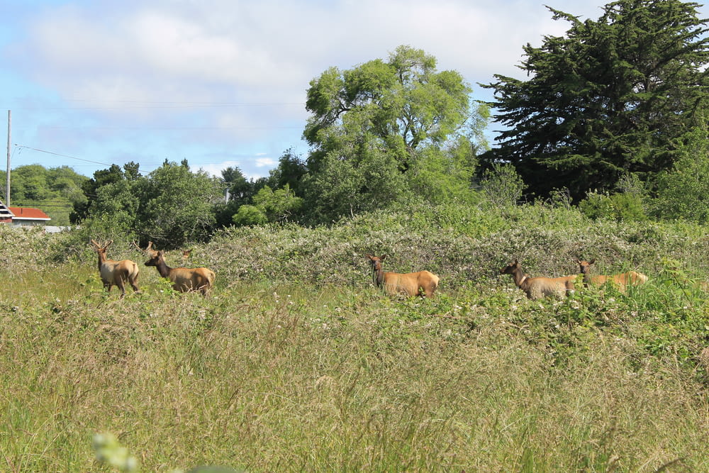 Un grupo de animales en un campo cubierto de hierba
