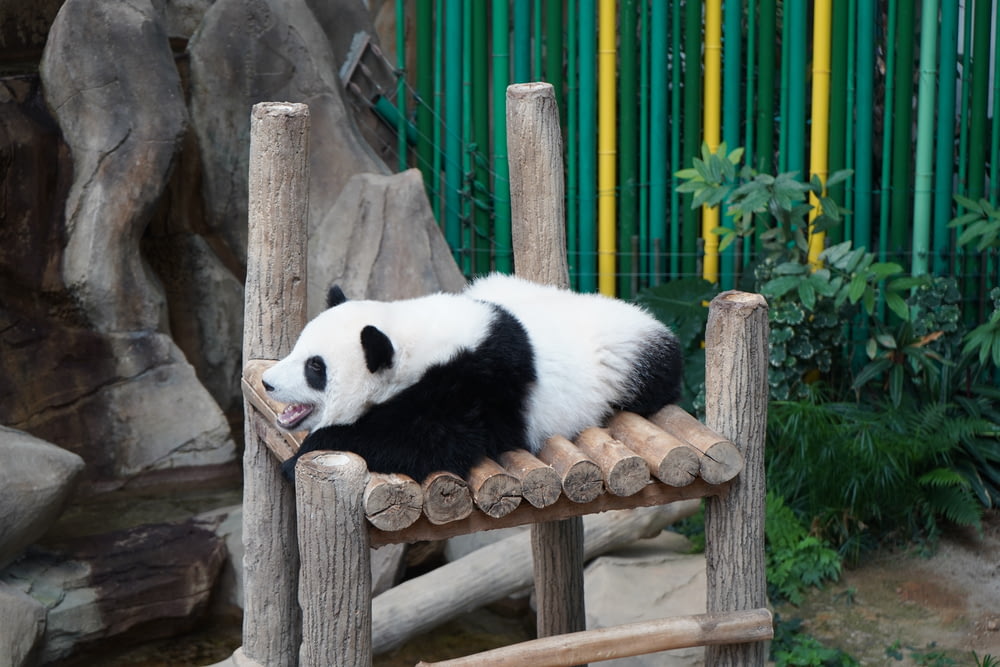 a panda bear in a zoo exhibit