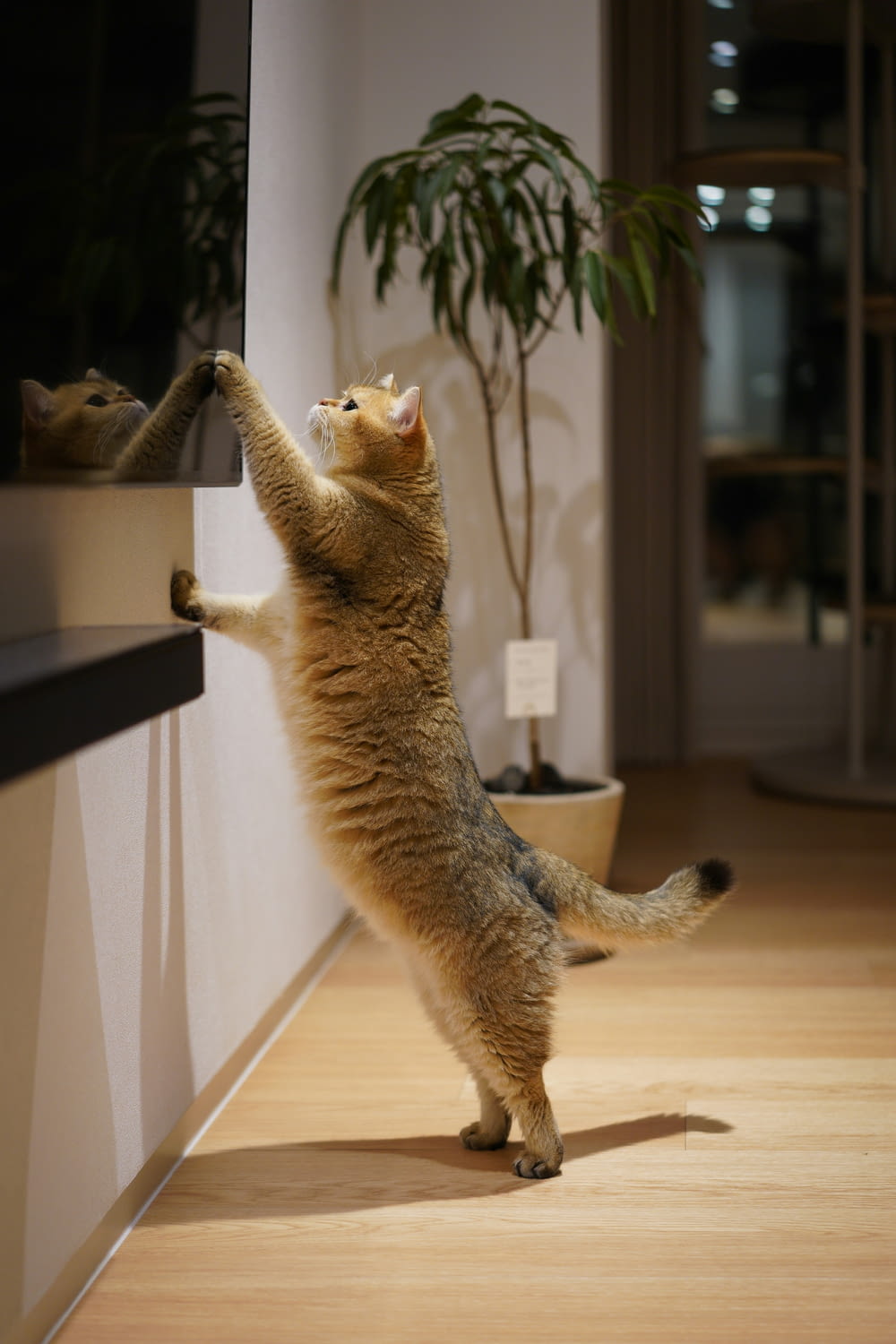 a cat standing on its hind legs