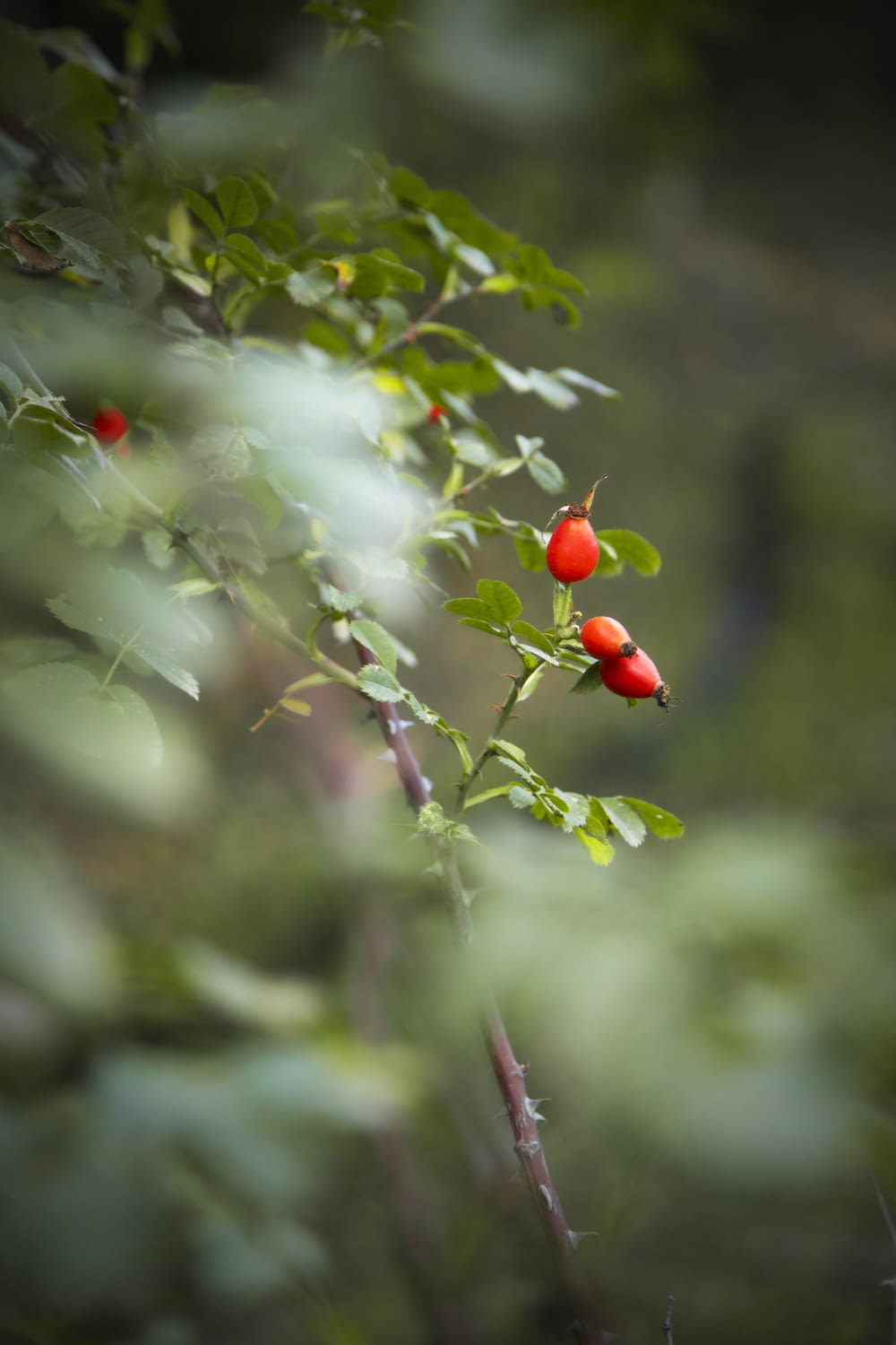 a group of red berries on a branch