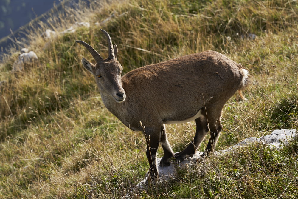 a horned animal walking on grass