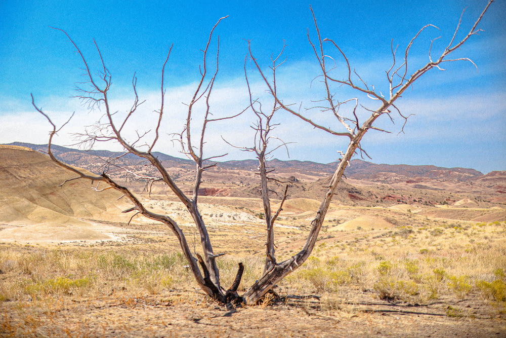 a group of bare trees in a dry landscape