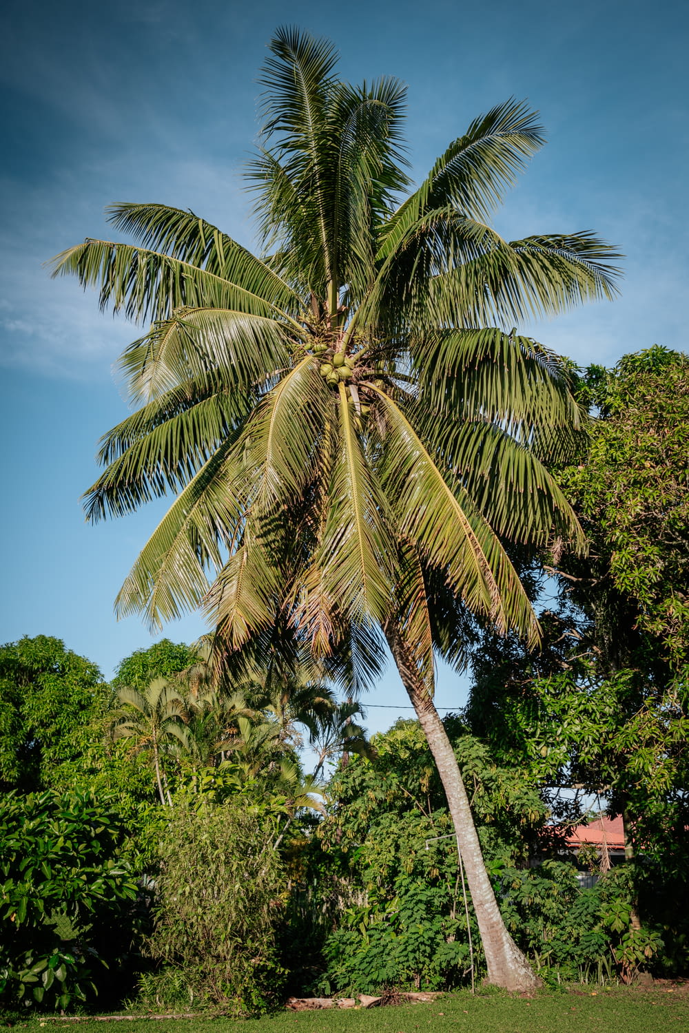 a palm tree in a yard