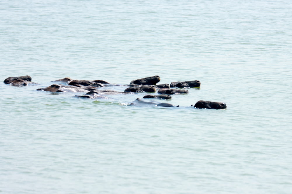 um grupo de animais nadando na água
