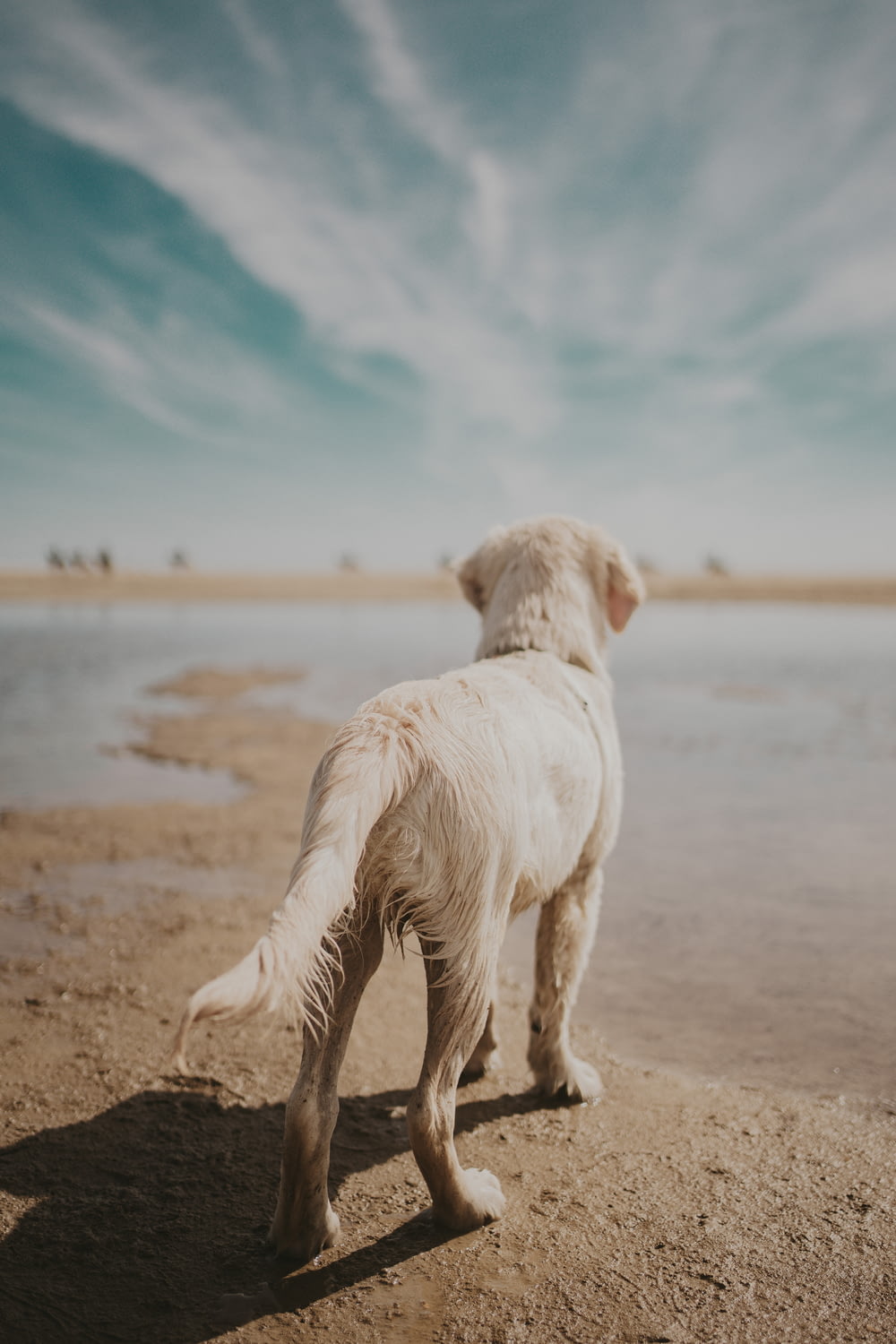 a dog standing on a beach