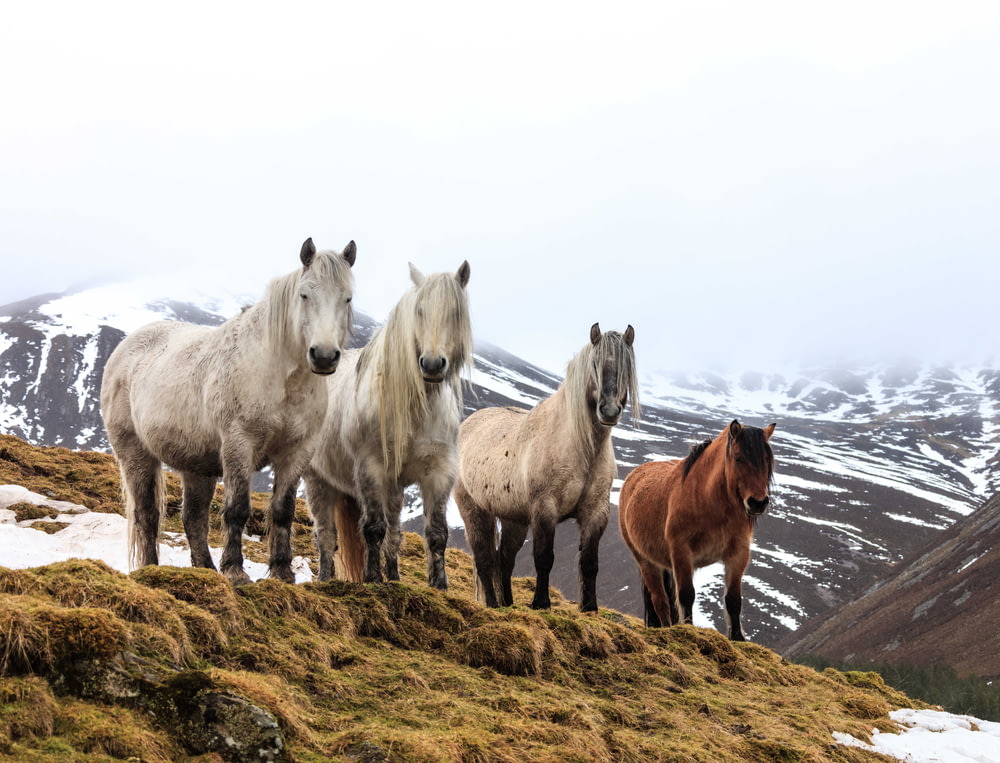 Un grupo de caballos parados en una colina