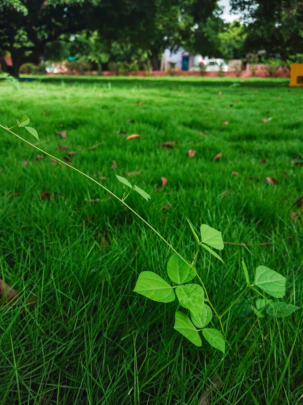 a green grass field