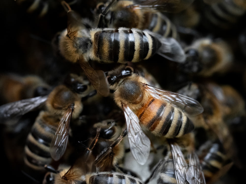 um grupo de abelhas